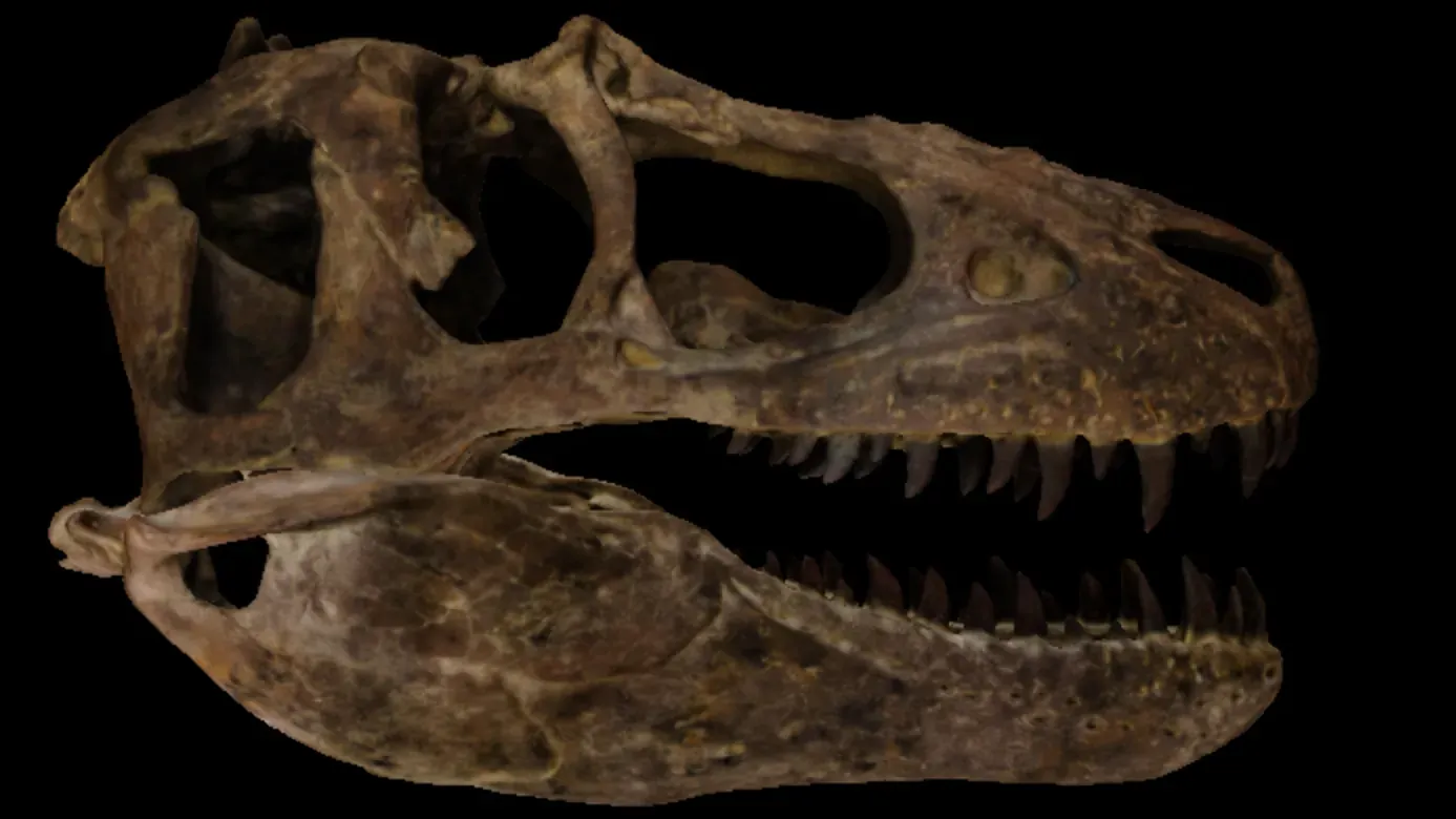 Weathered Stained T-Rex Skull